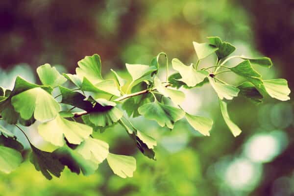 trama con hojas verdes del Ginkgo Biloba