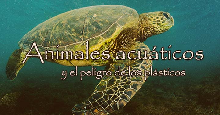 Animales acuáticos y el peligro de los plásticos